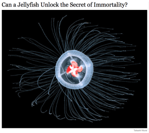 Immortal Jellyfish NY Times