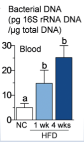 Bacterial DNA