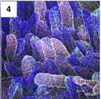 Fucose N-glycosylation of intestinal epithelial cells