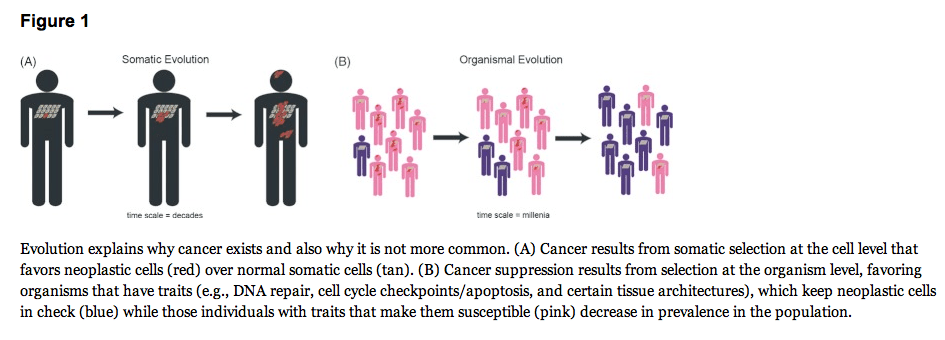 Figure 1 from Aktipis and Nesse 2012
