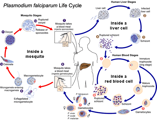 plasmodium-life-cycle