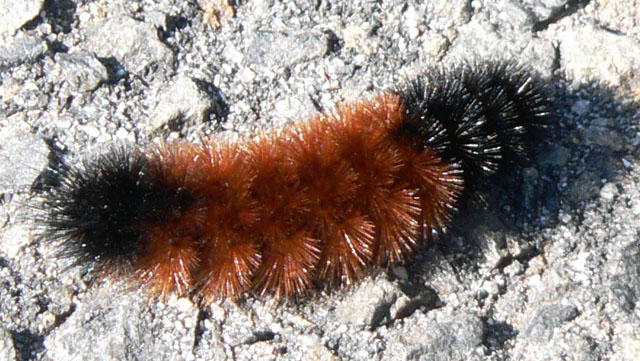 woolybear