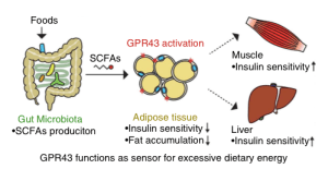 Short Chain Fatty Acids Protect Against Obesity
