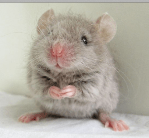 Screen Shot 2015-03-05 at 5.51.44 PM