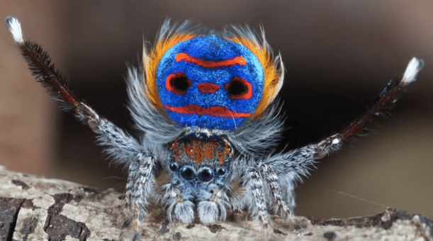 Peacock spider