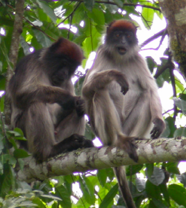 Uganda red colobus