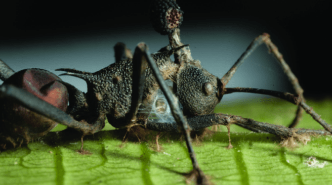 Cordyceps fungus takes over the brains of ant hosts