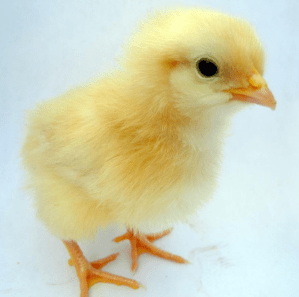 Screen Shot 2018-01-09 at 12.20.03 PM