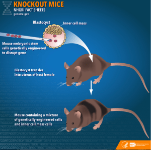 Screen Shot 2018-11-29 at 10.21.10 AM