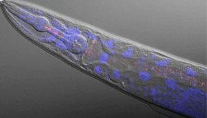 Round worm with fluorescent microbes