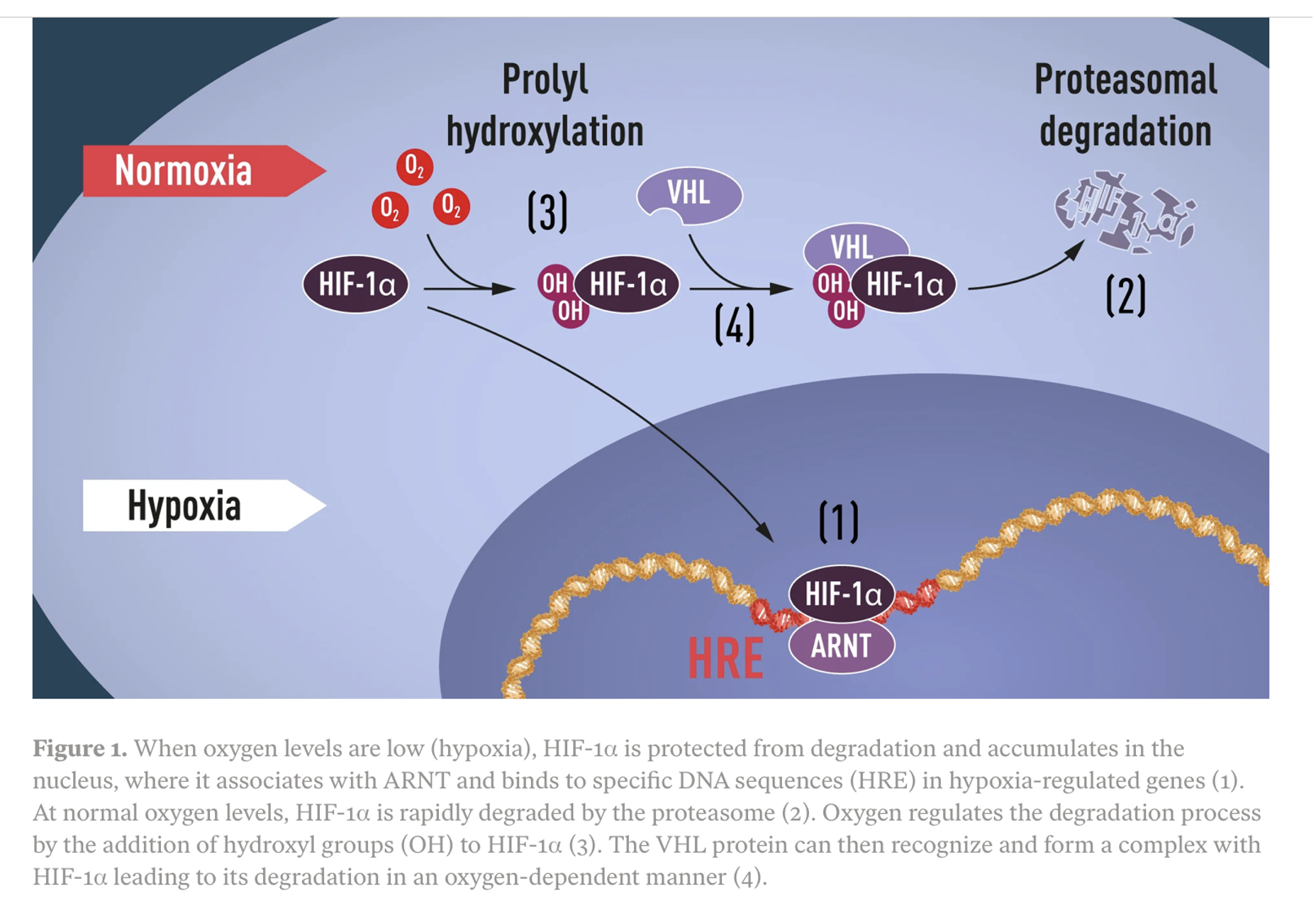 Adaptation to hypoxia – EvolutionMedicine